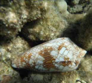 Textile Kegelschnecke