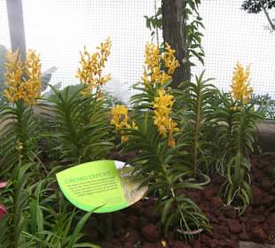 Orchideen