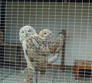 Viele Greifvögel gabs im Park