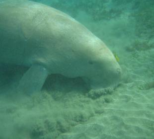 Das Dugong in der Bucht von Abu Dabab