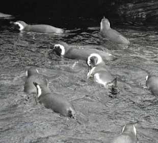 Gab wohl was zu Essen.