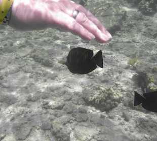 Tauchbasis Tauchen unter Freunden