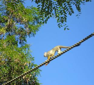 Äffchen queren die Wanderwege im Zoo