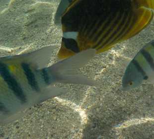 Sharm el Naga