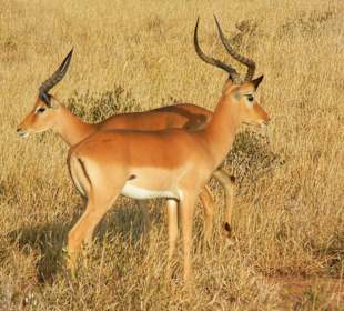 Springböcke ohne Scheu