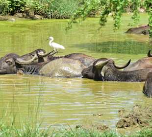 Nationalpark Udawalawe