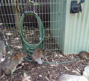 Stadtrundgang Sydney