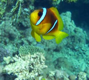 Schöner Nemo