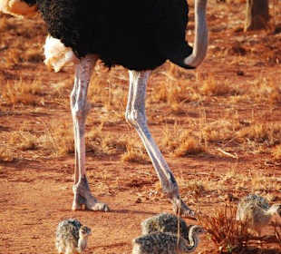 Mutter Somali-Strauß mit Familie