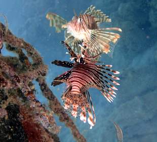 Schnorcheln Hurghada