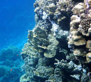 Hausriff Iberotel Coraya Beach