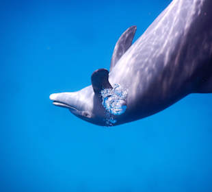 Ich will doch nur spielen