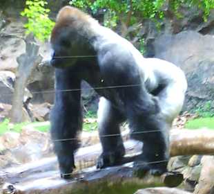 Gorillas
