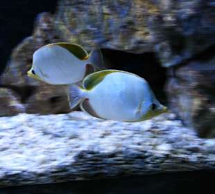 Meeresaquarium Zella Mehlis