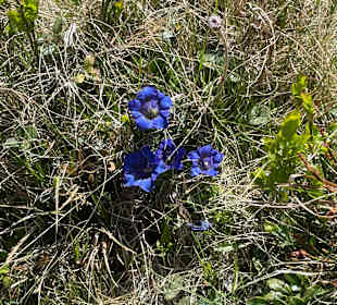 Enzian am Wegesrand