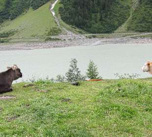 Stausee mit Kühen
