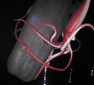 1 zu 1 Riesen der Meere