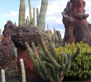 Jardín de Cactus