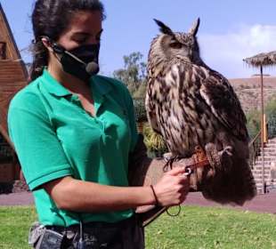 Greifvogel-Flugschau