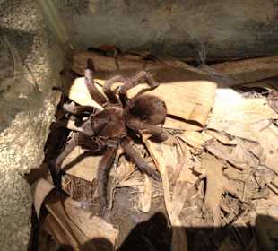 Tarantula