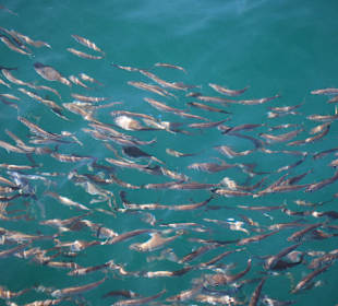 Sardinenschwarm