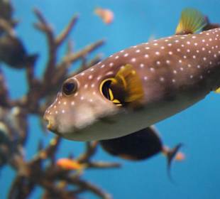 Oceanarium Barcelona