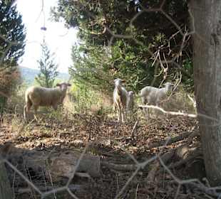 Tramuntana - Gebirgsstraße