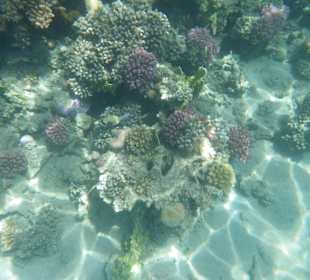 Schnorcheln Makadi Bay