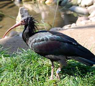 Tierpark Schönbrunn