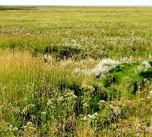Landgewinnungszone im Wattenmee