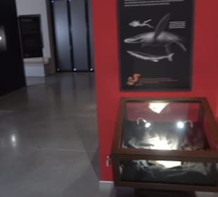 Dinosaurier Museum Altmühltal