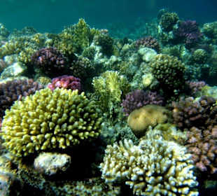 Korallen am Nordriff