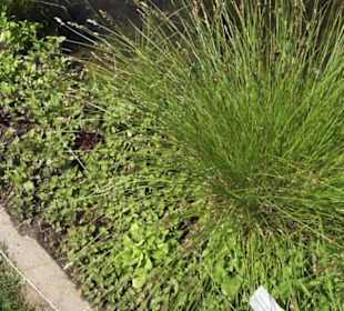 Botanischer Garten der Universität Zürich