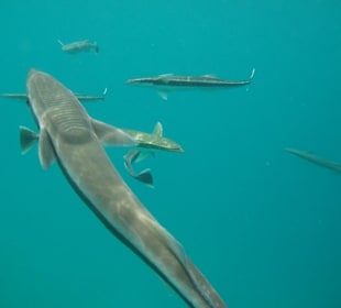 Schnorcheln bei Luxury Sailing Trip