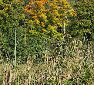 Der Gesundheitspark Speckenbüttel im Herbst