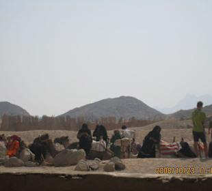 Kamele... sind einsatzbereit