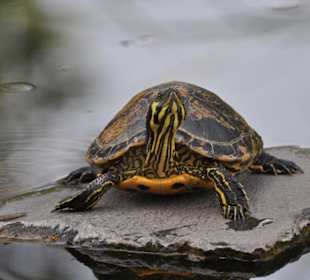 Jardín de Aclimatación de La Orotava