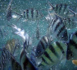 Fütterung der Fische bei Koh Phangan