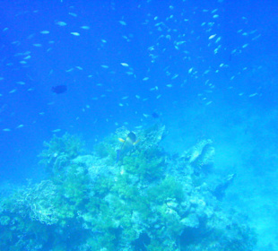 Unterwasserwelt Hotel Sharm Plaza