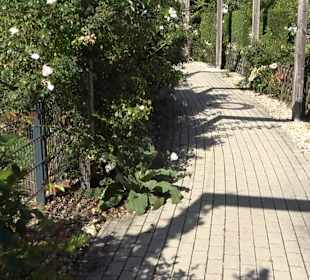 Rosenweg zur Donau
