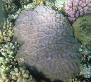 Письма природы