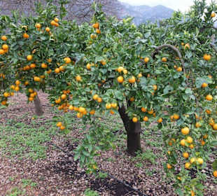 Orangen