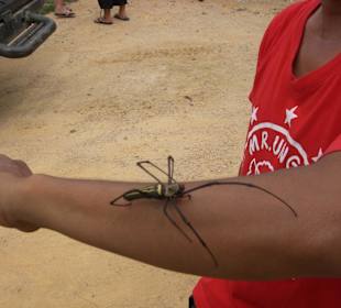 Spinne auf der Jeepsafari