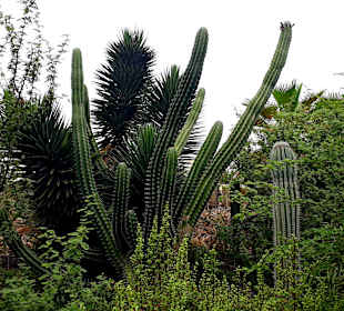 Botanischer Garten Viveiro