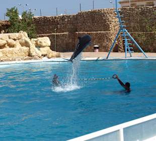 Delfinarium
