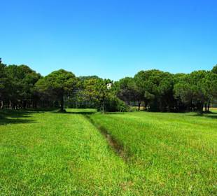 Naturschutzgebiet dei Pini