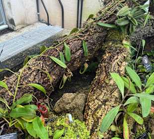 Botanischer Garten in Washington 