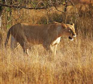 Safari Taita Hills