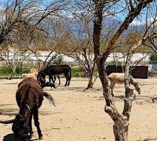 Agia Marina Donkey Rescue
