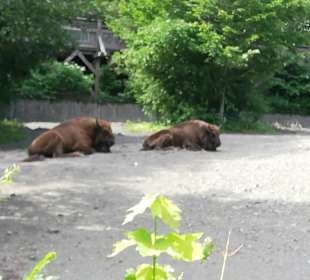 . Europäische Bison